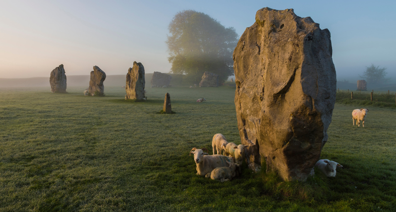 Avebury Stone Circle Lambs in Wiltshire